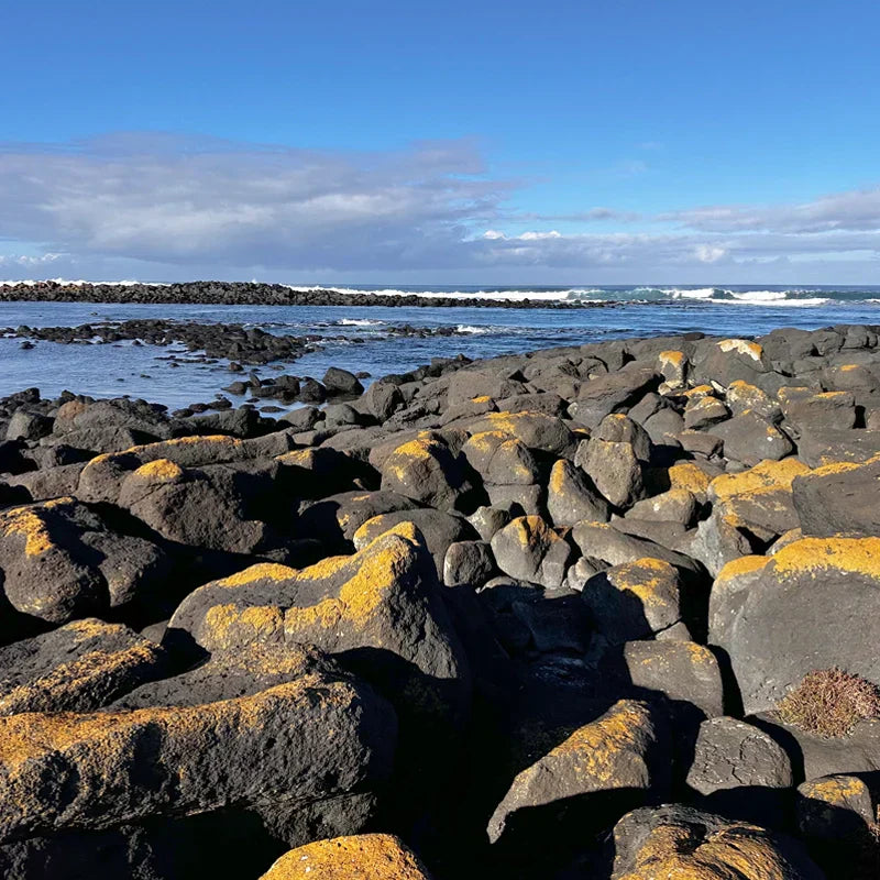 Australian abalone: a Sea Country food