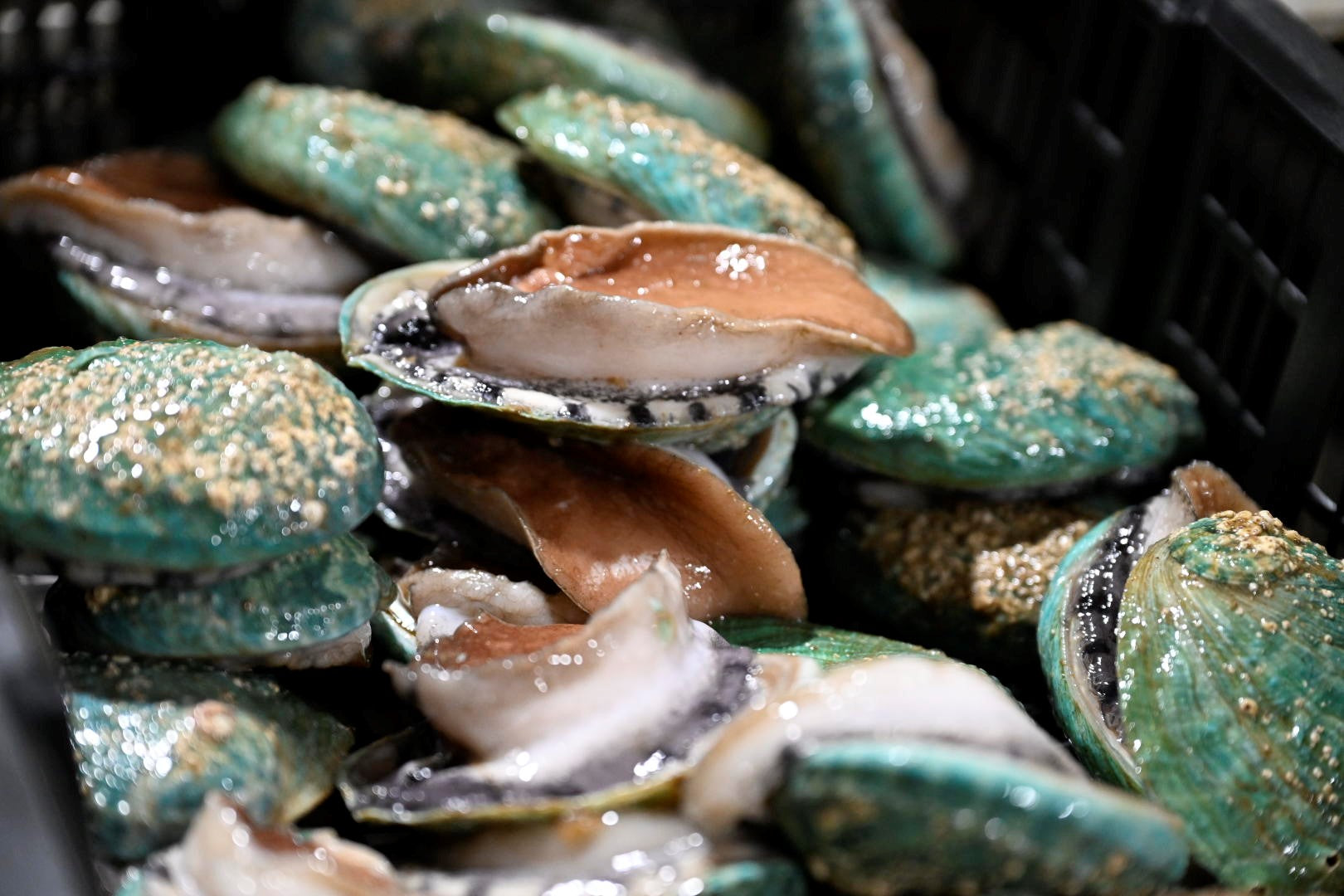 Australian tiger abalone