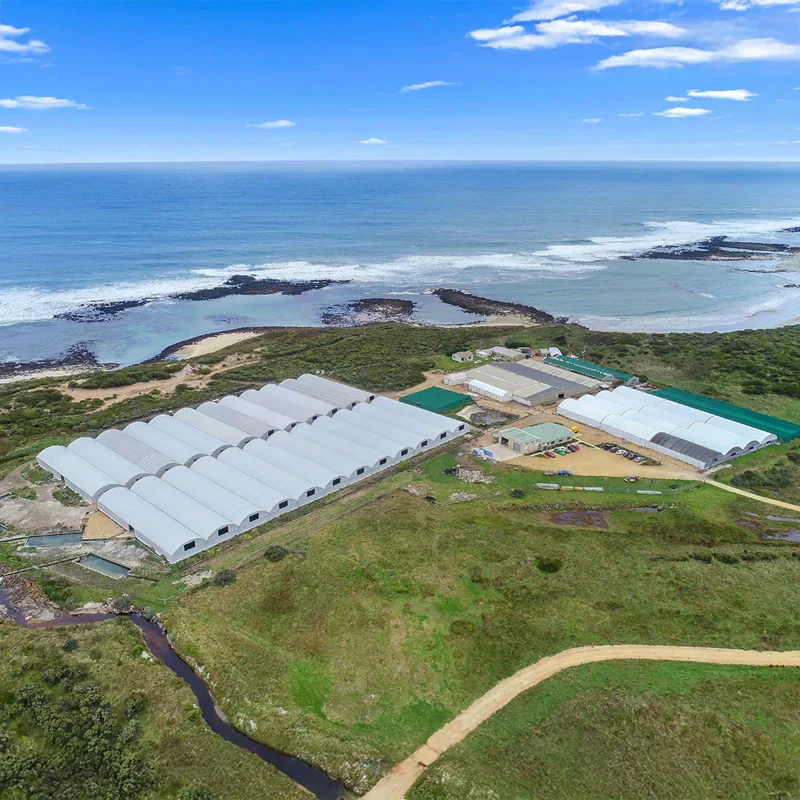 From Farm to Plate: How We Grow Our Abalone