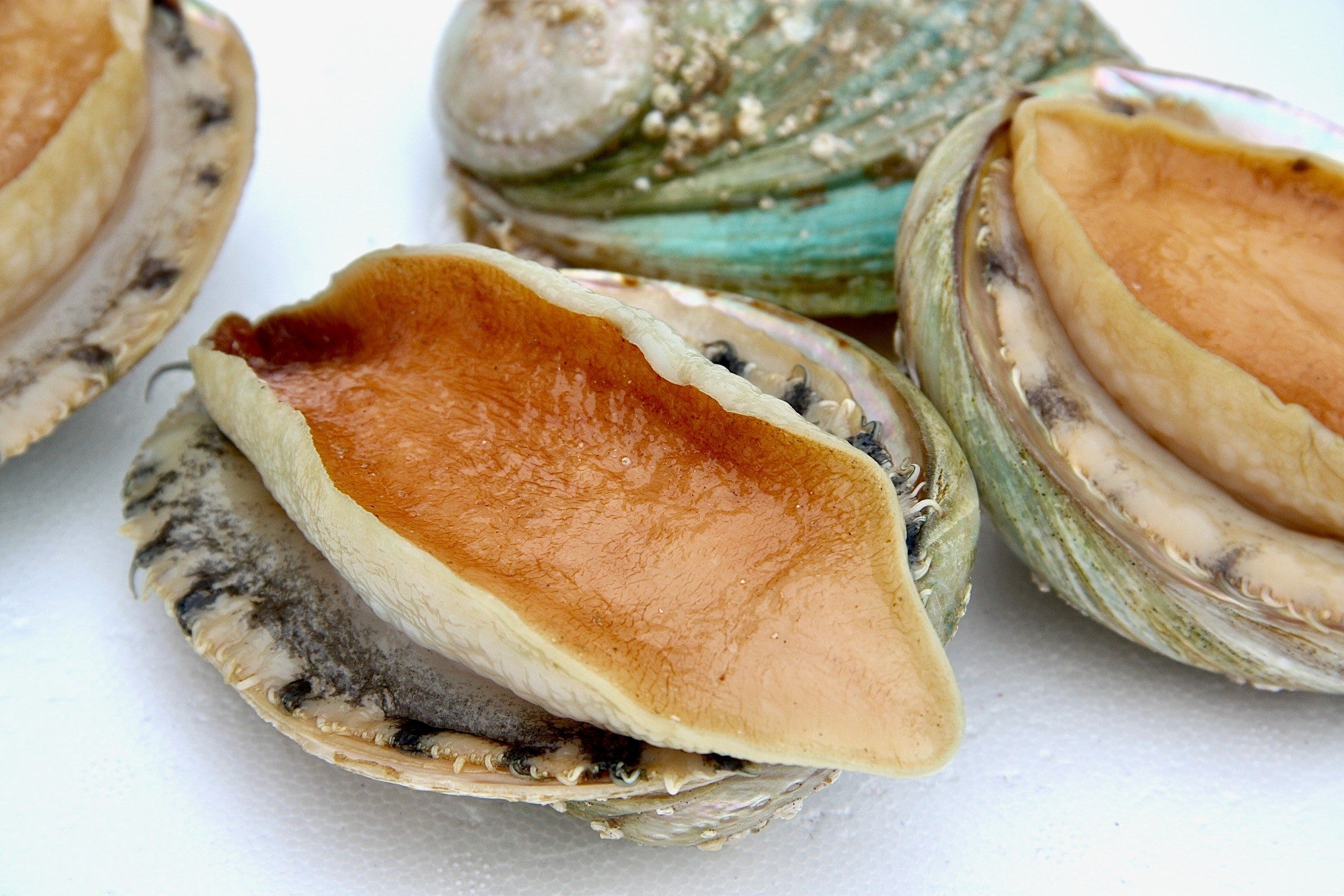 Abalone Abalone