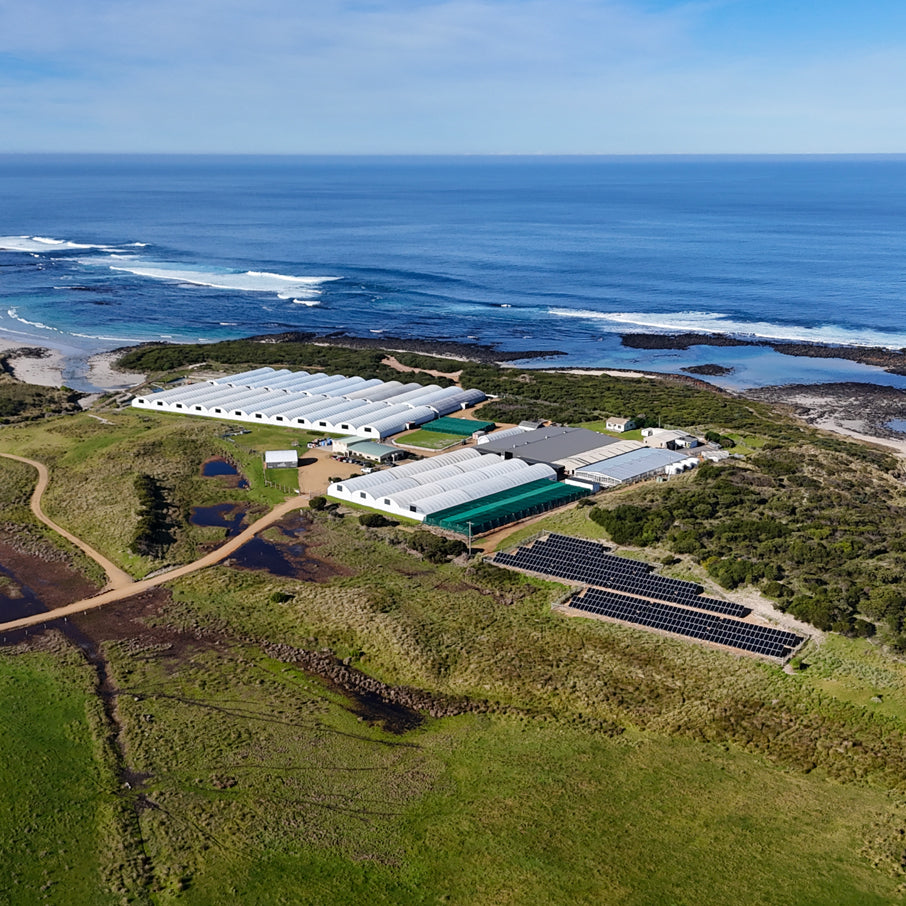 Aerial view of an abalone farm (Ocean Road Abalone) with multiple white-roofed tents and solar panels on grassy land, with the blue ocean and shoreline in the background.
