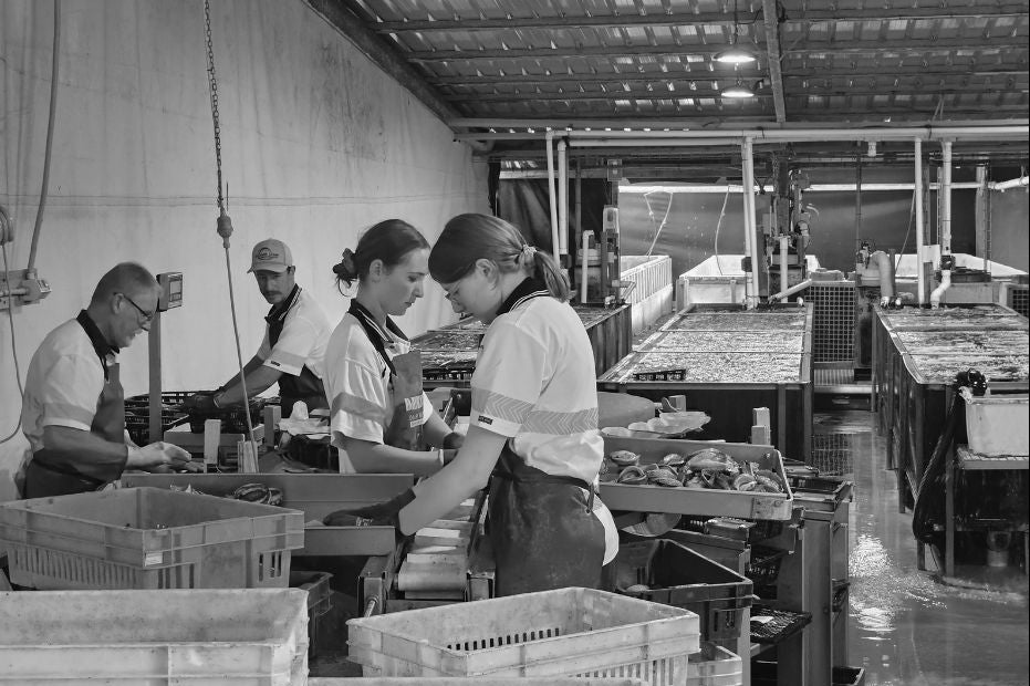 Workers grading abalone into weight size.