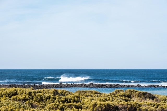 Australian tiger abalone farmed at Port Fairy by the Southern Ocean 