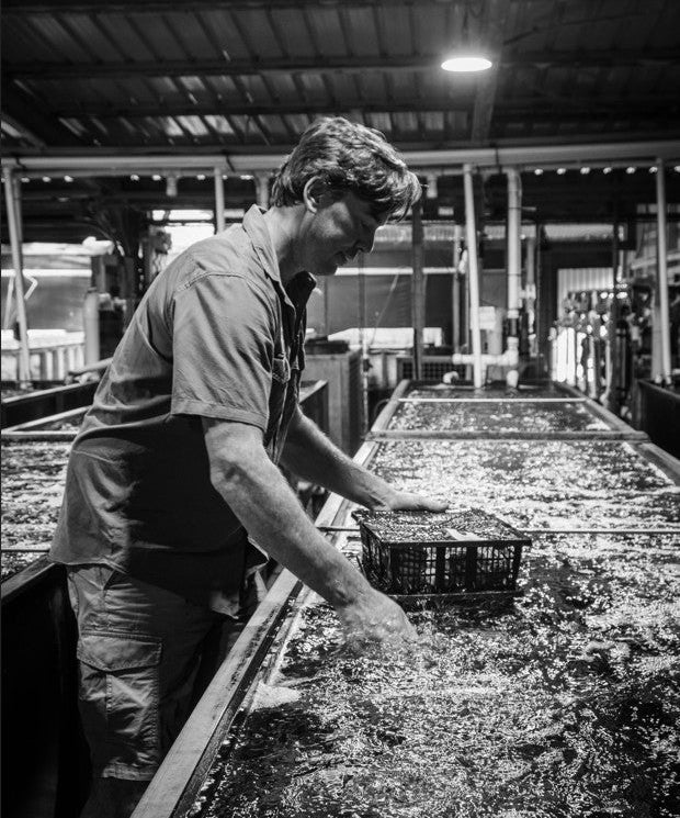 Person sorting through a large number of abalone baskets, ready for delivery.